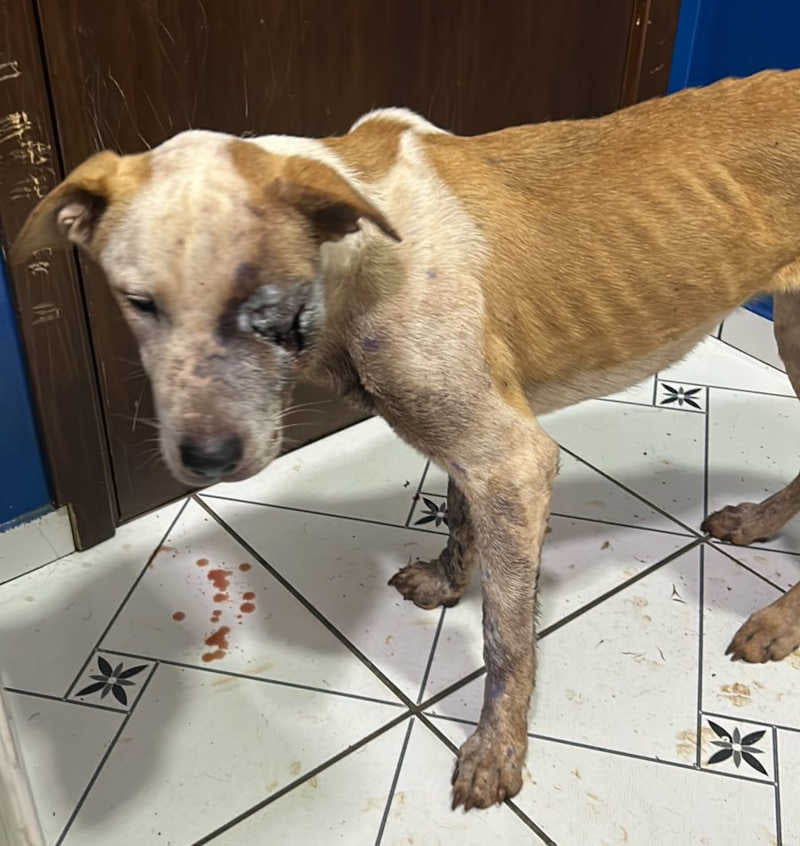 Cachorro resgatado 3