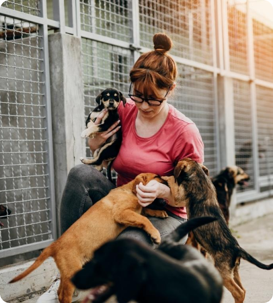 Cachorro resgatado pelo Abrigo Tia Ana