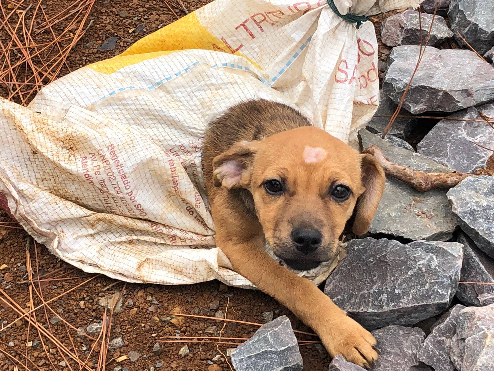 Cachorro resgatado 7